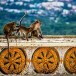 Discover Krabi: Private City Tour Adventure - Practical Details and Value Analysis