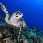 Discover Scuba Diving - The Itinerary: What to Expect
