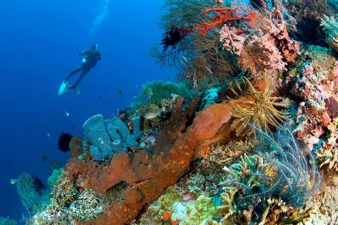 Discover Scuba Diving in Pemuteran at the Biorock site,1 shore dive all included - What’s Included & What To Budget For