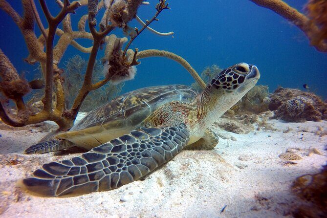 Discover Scuba diving on Arubas reef (Private tour) - Who Will Love This Tour?