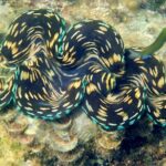 Discover Scuba Diving, try dive for beginners ( Start at Ko Kut) - Why We Love This Experience