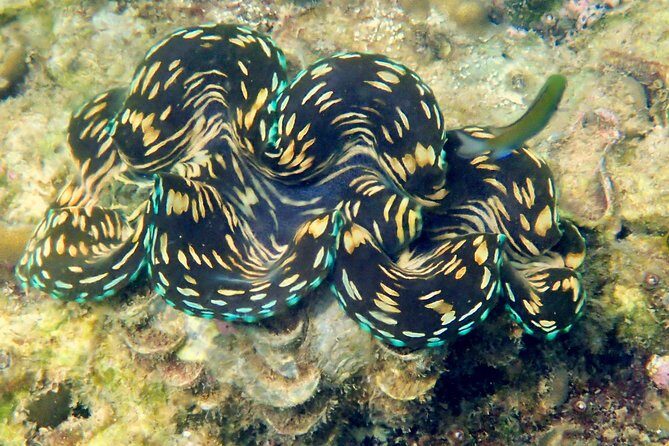 Discover Scuba Diving, try dive for beginners ( Start at Ko Kut) - Why We Love This Experience