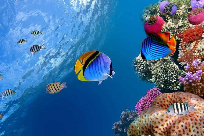Discover Scuba diving with 2 dives on Koh Tao - The Real Value of This Experience
