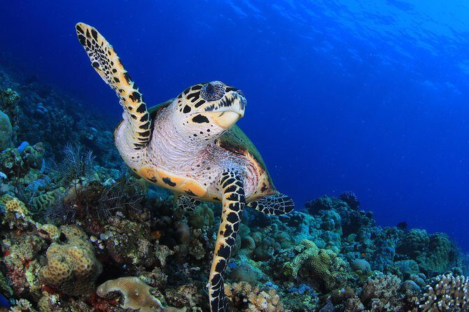 Discover Scuba Diving - The Itinerary: What to Expect