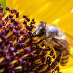 Discovering Bees in Volterra - Key Points