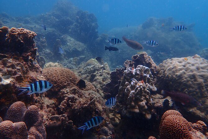 Dive Trip Experience in Koh Tao - Who Is This Tour Best Suited For?