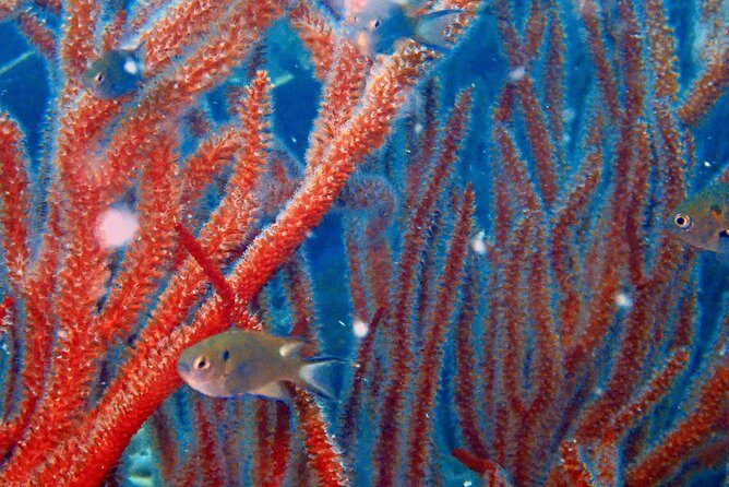 Dive trip with 2 dives (start from Ko Kut) - The Itinerary: What You Can Expect