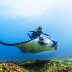Diving in Nusa Penida - In The Sum Up: Is It Right for You?