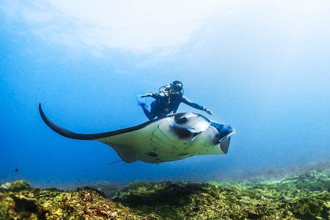 Diving in Nusa Penida - In The Sum Up: Is It Right for You?
