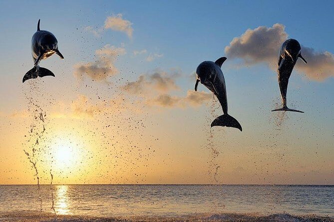 Dolphin Tour and Sunrise Watching in Lovina Beach - All Inclusive - Who Will Love This Tour?