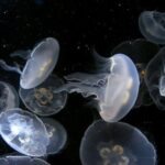 Dolphin Watching & Snorkeling in Key West with Sunset Dinner Cruise and Open Bar - An In-Depth Look at the Experience