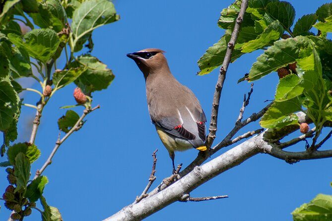 Downtown Charleston Birding Tour - Why Choose This Tour?