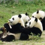 Dujiangyan/Wolong Panda Sanctuary day tour option panda keeper - Final Thoughts: Is It Worth It?