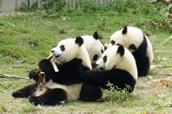 Dujiangyan/Wolong Panda Sanctuary day tour option panda keeper - Final Thoughts: Is It Worth It?