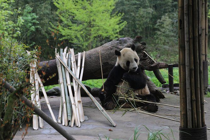 Dujingyan Panda Sanctuary Half day tour option panda volunteer - Deep Dive Into the Itinerary