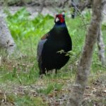 Easygoing Nature Walk in Hakone Tour - In-Depth Review of the Hakone Nature Walk