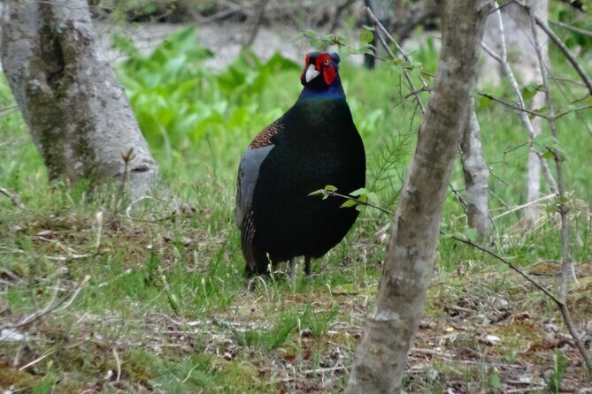 Easygoing Nature Walk in Hakone Tour - In-Depth Review of the Hakone Nature Walk