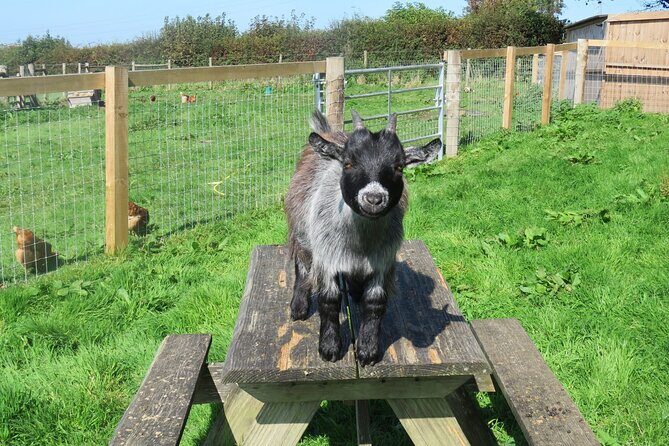 Educational Farm Adventure Tour on Bainbridge Island - Practical Insights & What to Expect