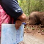 Elephant and Gibbon Encounters - 5days/4nights - Practical Details and Considerations
