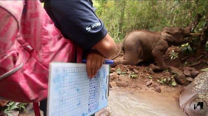 Elephant and Gibbon Encounters - 5days/4nights - Practical Details and Considerations