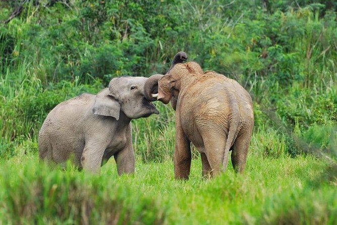 Elephant and Wildlife Watching in Kuiburi National Park - Private Afternoon Tour - What Travelers Love About This Tour