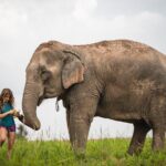 Elephant Jungle Sanctuary: Half Day Afternoon Program - Key Points