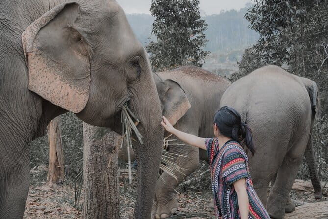 Elephant Sanctuary + Waterfall + Bamboo Rafting One Day Trip - Authentic Insights from Real Travelers
