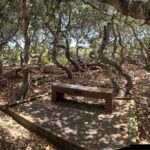 Elfin Forest Nature Tour with Local Sweet and Savory Tasting - The Itinerary in Detail