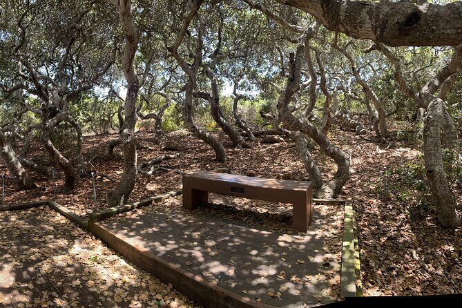 Elfin Forest Nature Tour with Local Sweet and Savory Tasting - The Itinerary in Detail