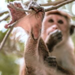 Ella to Mirissa Shuttle & Safari Drive - Potential Drawbacks and Considerations