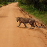 Ella to Yala Safari Tour & Drop-Off (Tangalle / Mirissa / Galle) - Who Is This Tour Best For?