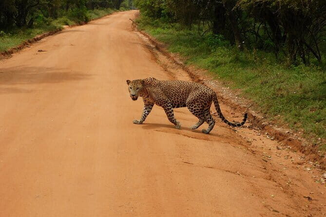 Ella to Yala Safari Tour & Drop-Off (Tangalle / Mirissa / Galle) - Who Is This Tour Best For?