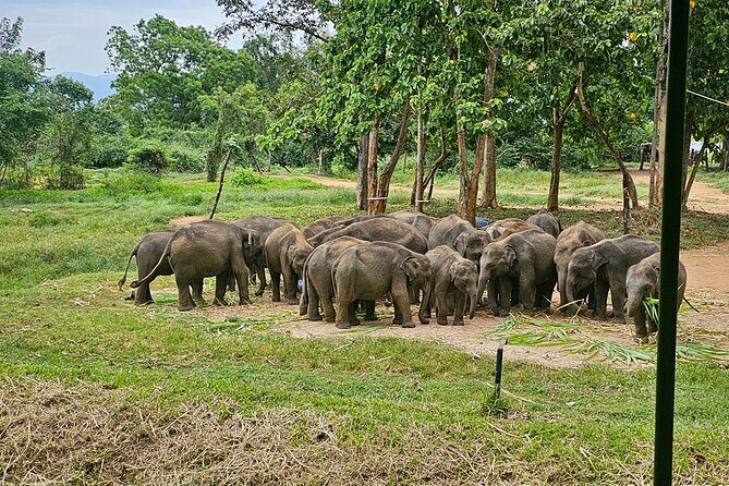 Ella Train Trip & Udawalawa Private Day Tour Bentota/Kosgoda - Why This Tour Offers Great Value