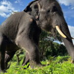 Ethical Elephant Watching Tour From Bangkok & Pattaya - Authentic Reviews: What Travelers Say