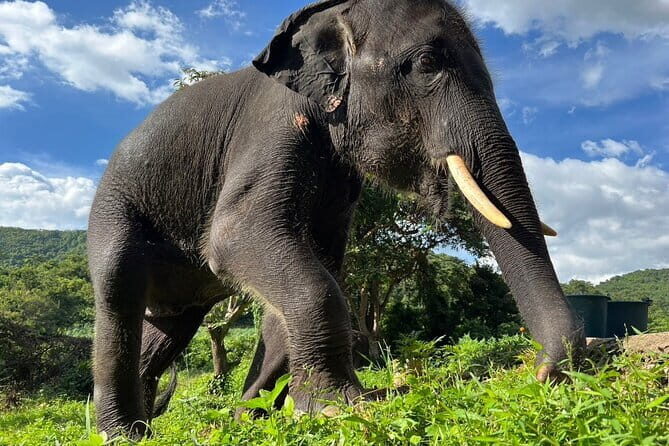 Ethical Elephant Watching Tour From Bangkok & Pattaya - Authentic Reviews: What Travelers Say