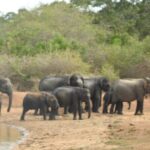 Evening Safari - Yala National Park with Janaka safari - 02.00 pm to 06.30 pm - Authentic Experiences from Reviewers
