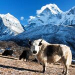 Everest Base Camp Helicopter Tour landing at Everest View Hotel. - FAQ