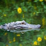 Everglades Airboat Safari Adventure with Transportation - The Actual Itinerary and Its Pros & Cons