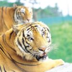 Everland Amusement Park with free-ride Ticket - The Sum Up