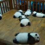 Everything Panda Private Day Tour in Chengdu - Practicalities and Tips
