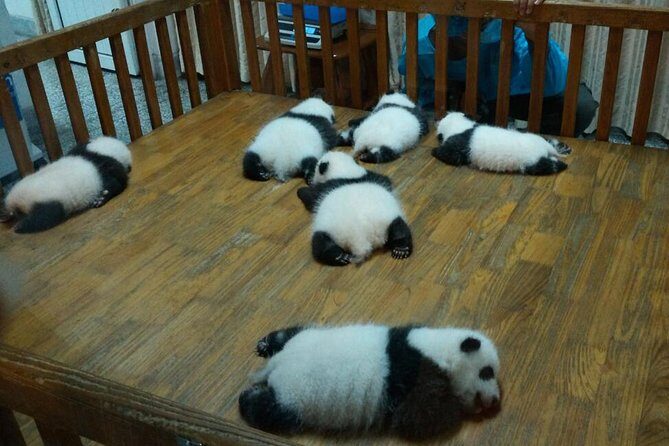 Everything Panda Private Day Tour in Chengdu - Practicalities and Tips