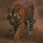 Exclusive Bandhavgarh Tiger Safari - What Makes This Tour Stand Out?