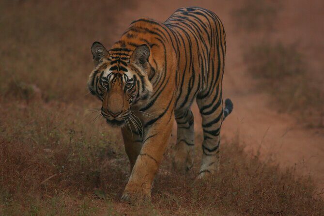 Exclusive Bandhavgarh Tiger Safari - What Makes This Tour Stand Out?