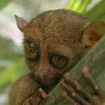 Exclusive Bohol,Philippines Chocolate Hills-Tarsier Tour - Who Is This Tour Best For?