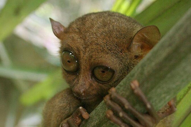 Exclusive Bohol,Philippines Chocolate Hills-Tarsier Tour - Who Is This Tour Best For?