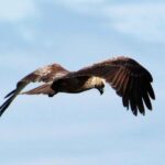 Exclusive : Muthurajawela Bird Watching Tour - Practical Details and Value