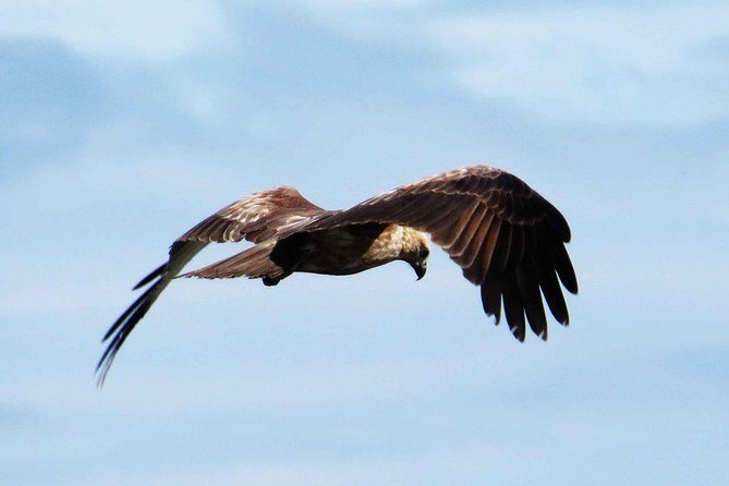 Exclusive : Muthurajawela Bird Watching Tour - Practical Details and Value