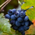 Exclusive Napa Valley Wine Tour - Why This Tour Works Well