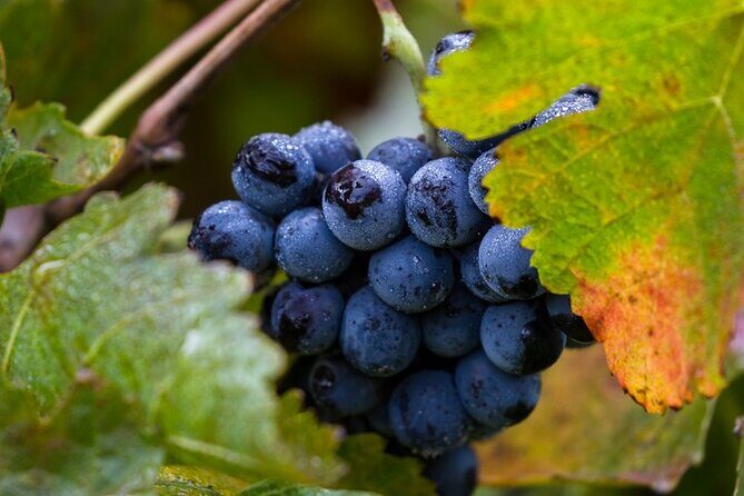 Exclusive Napa Valley Wine Tour - Why This Tour Works Well