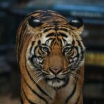 Exclusive Ranthambore Tiger Safari - The Experience in Detail